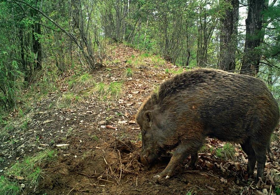 为什么禁止吃野猪肉「」 海产干货